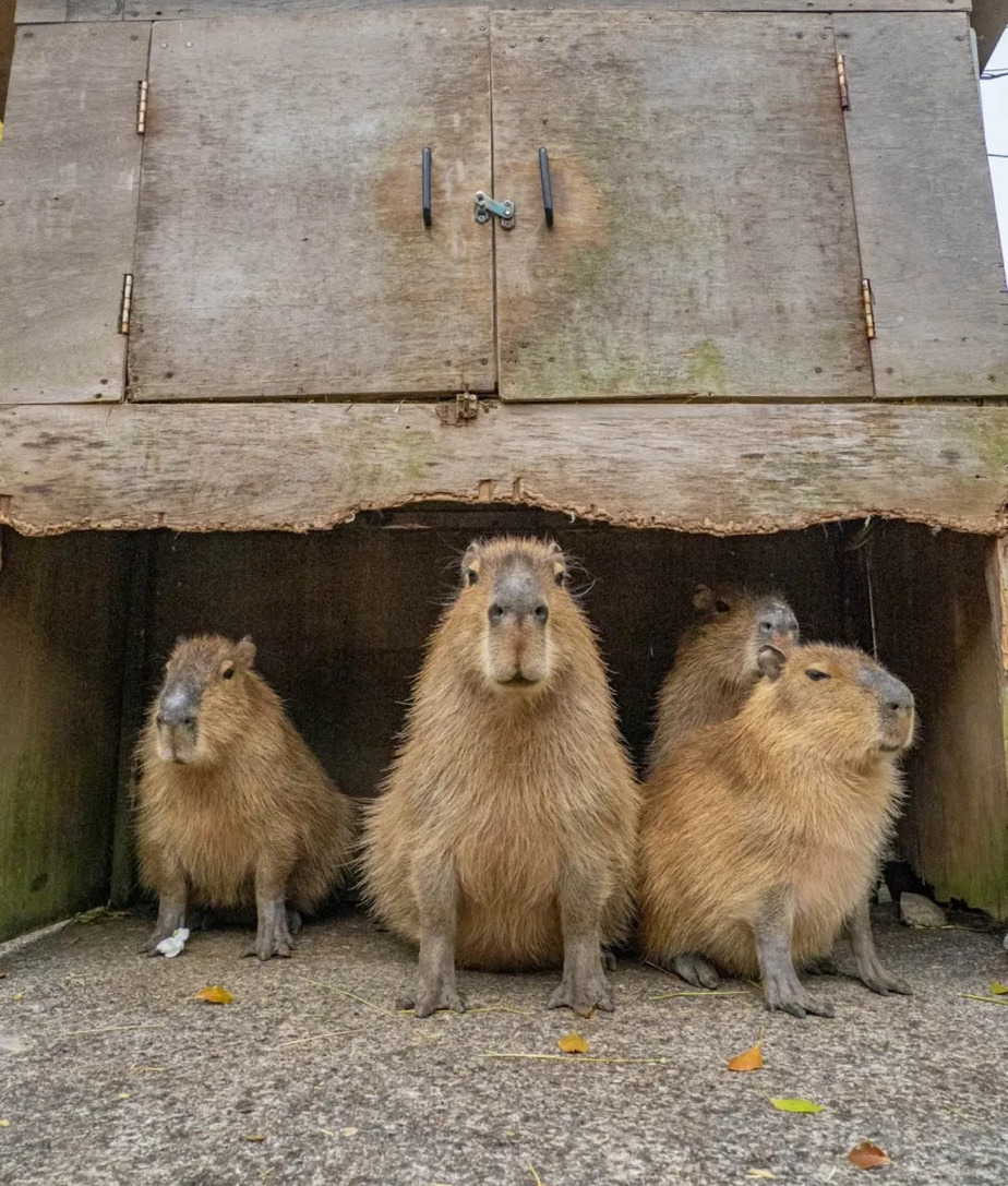 게시글 대표 이미지