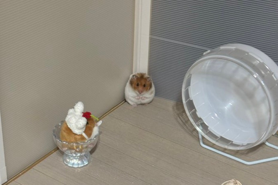 게시글 대표 이미지