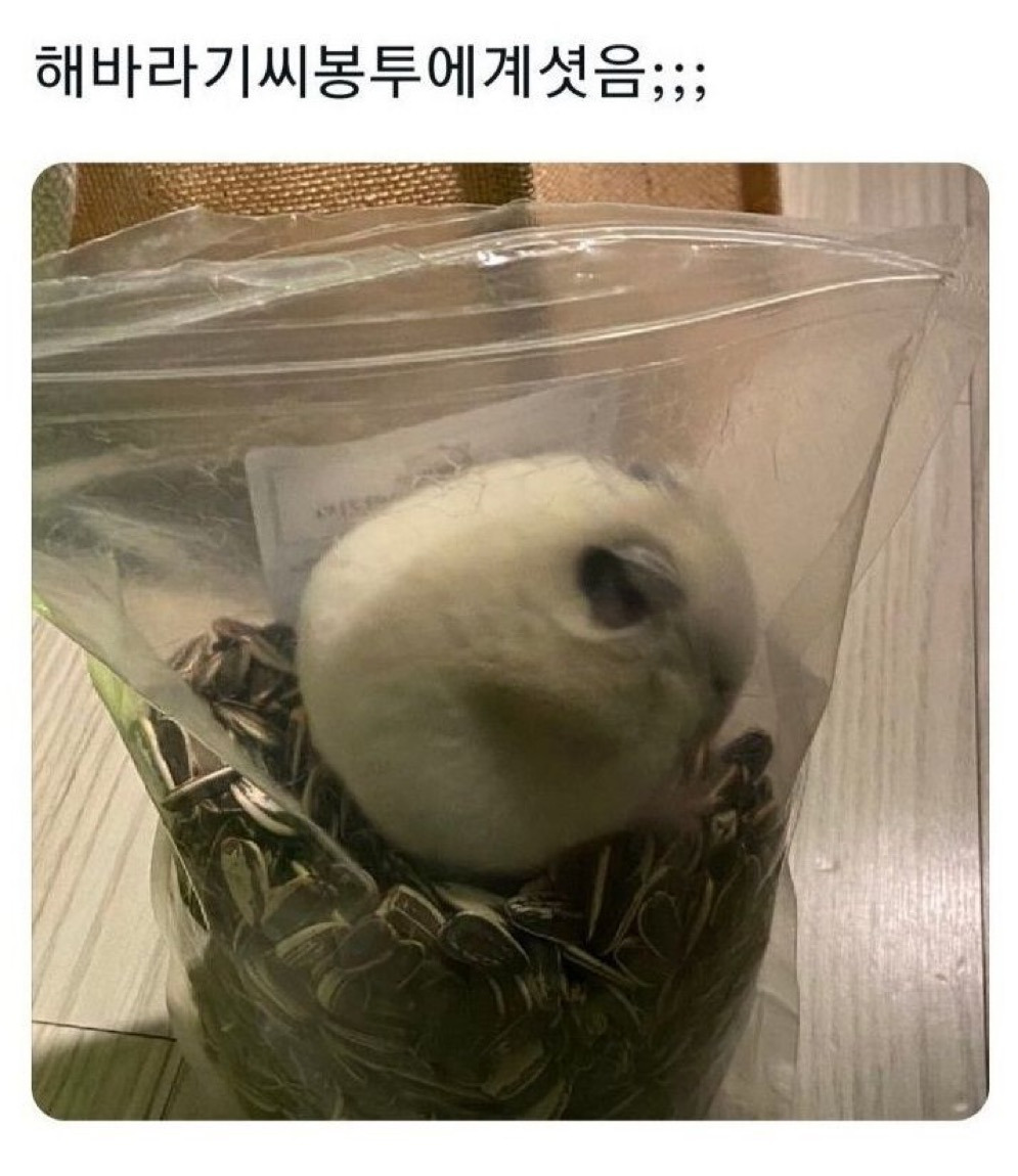 게시글 대표 이미지