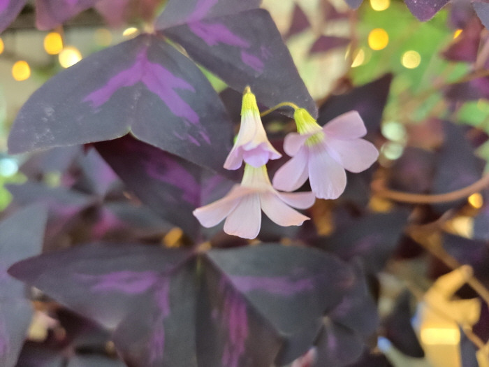 게시글 대표 이미지