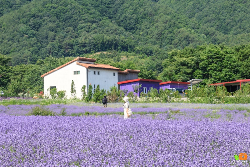 게시글 대표 이미지