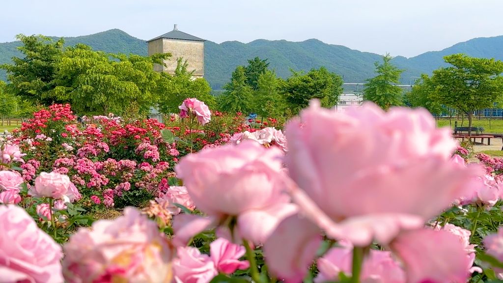 게시글 대표 이미지