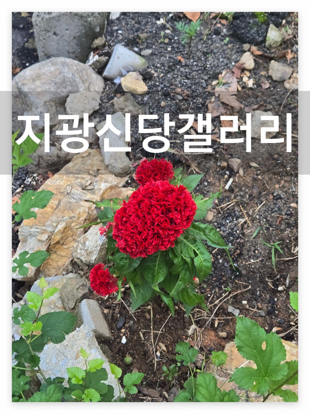 게시글 대표 이미지