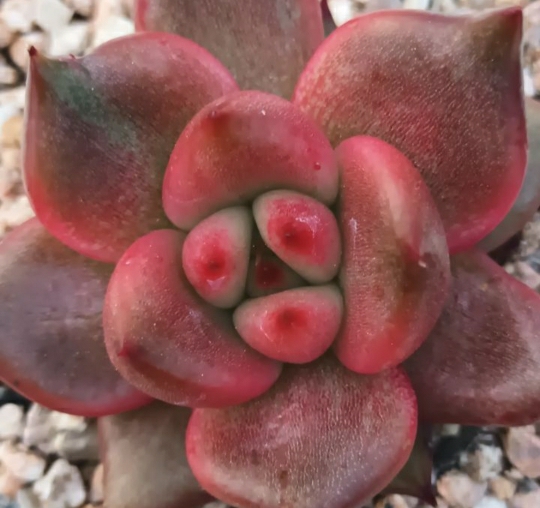 테이블 소개 이미지