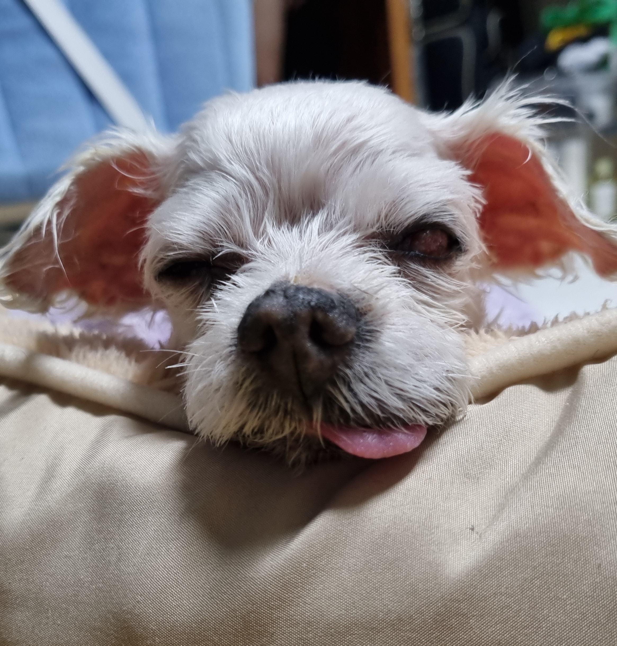 귀여운게 최고야 *><*