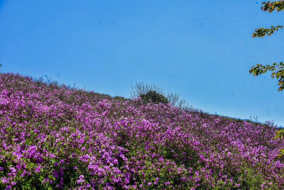 게시글 대표 이미지