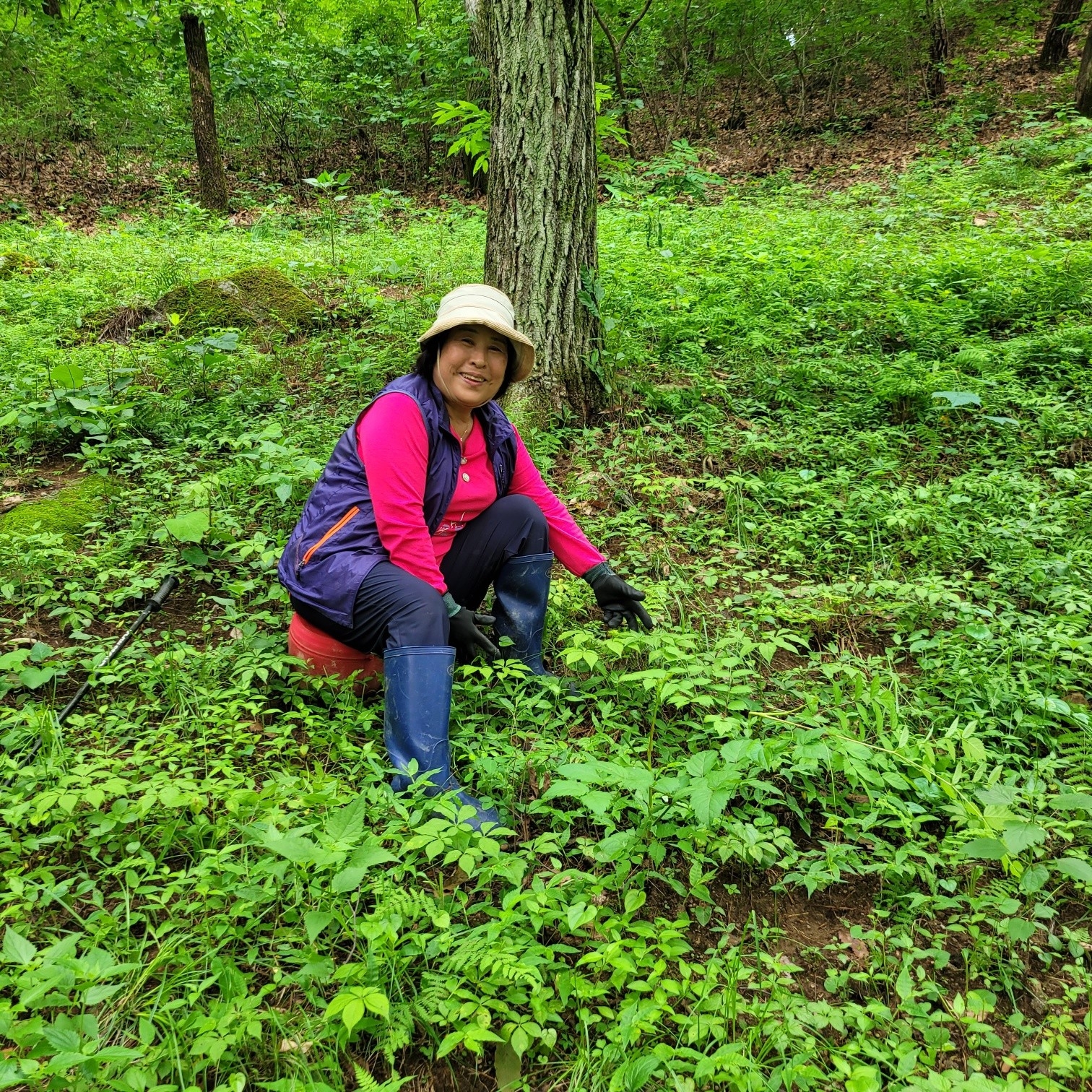 야생산삼 산양산삼 테이블 프로필 이미지