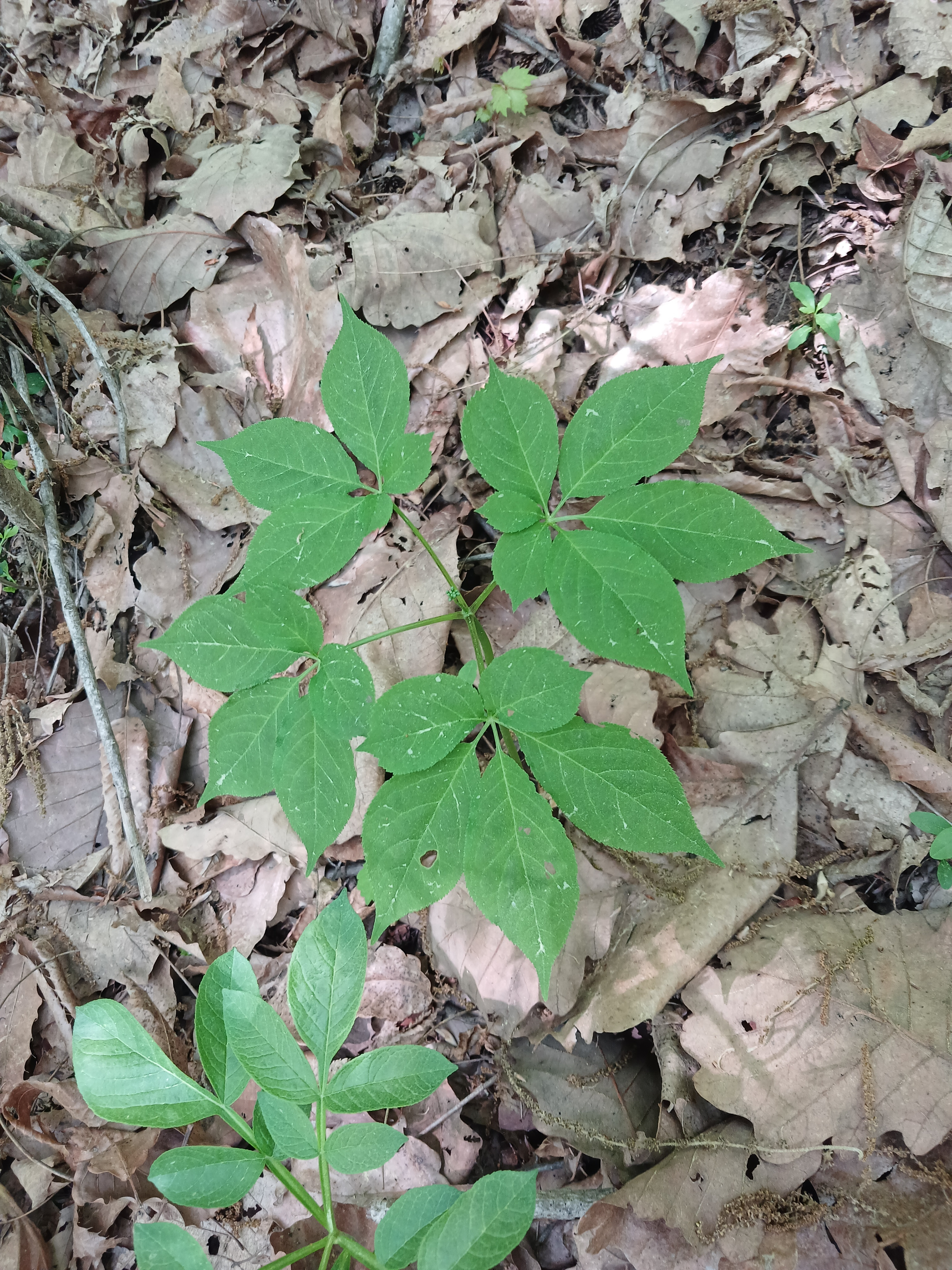 순진한늑대 프로필 이미지