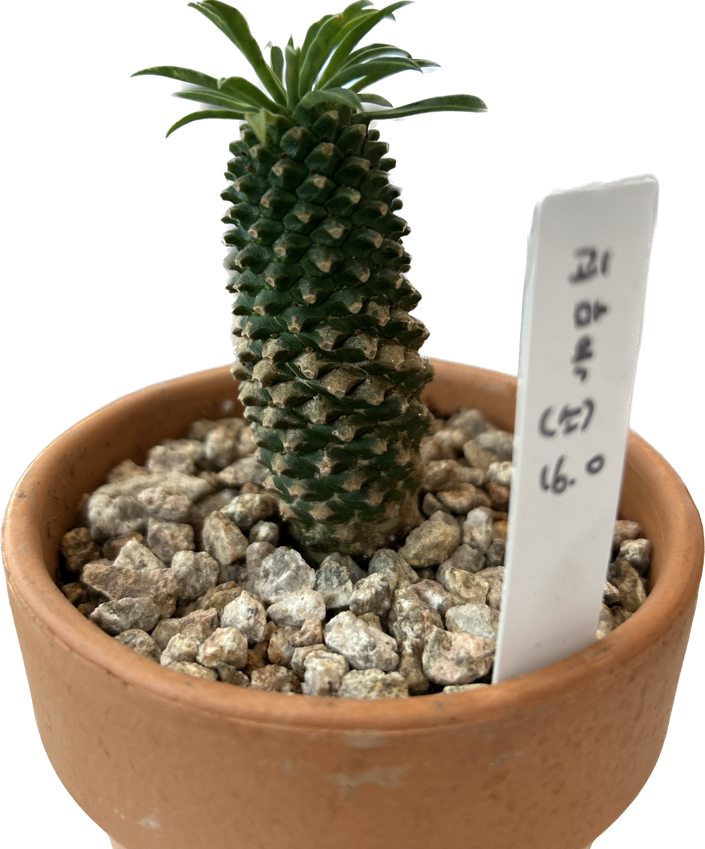 파인애플 선인장 프로필 이미지