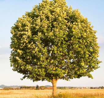 작성자 프로필 이미지