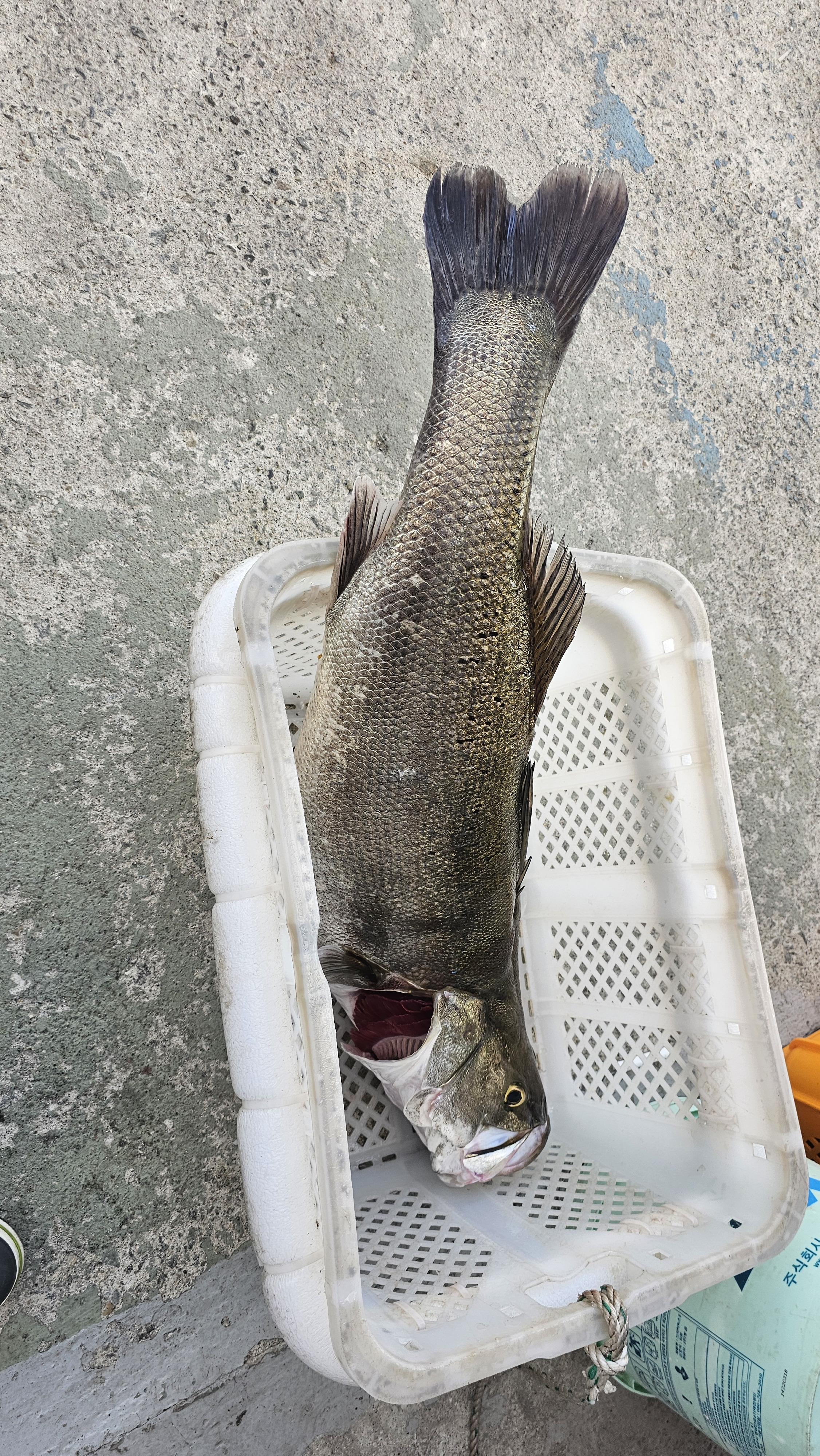 작성자 프로필 이미지