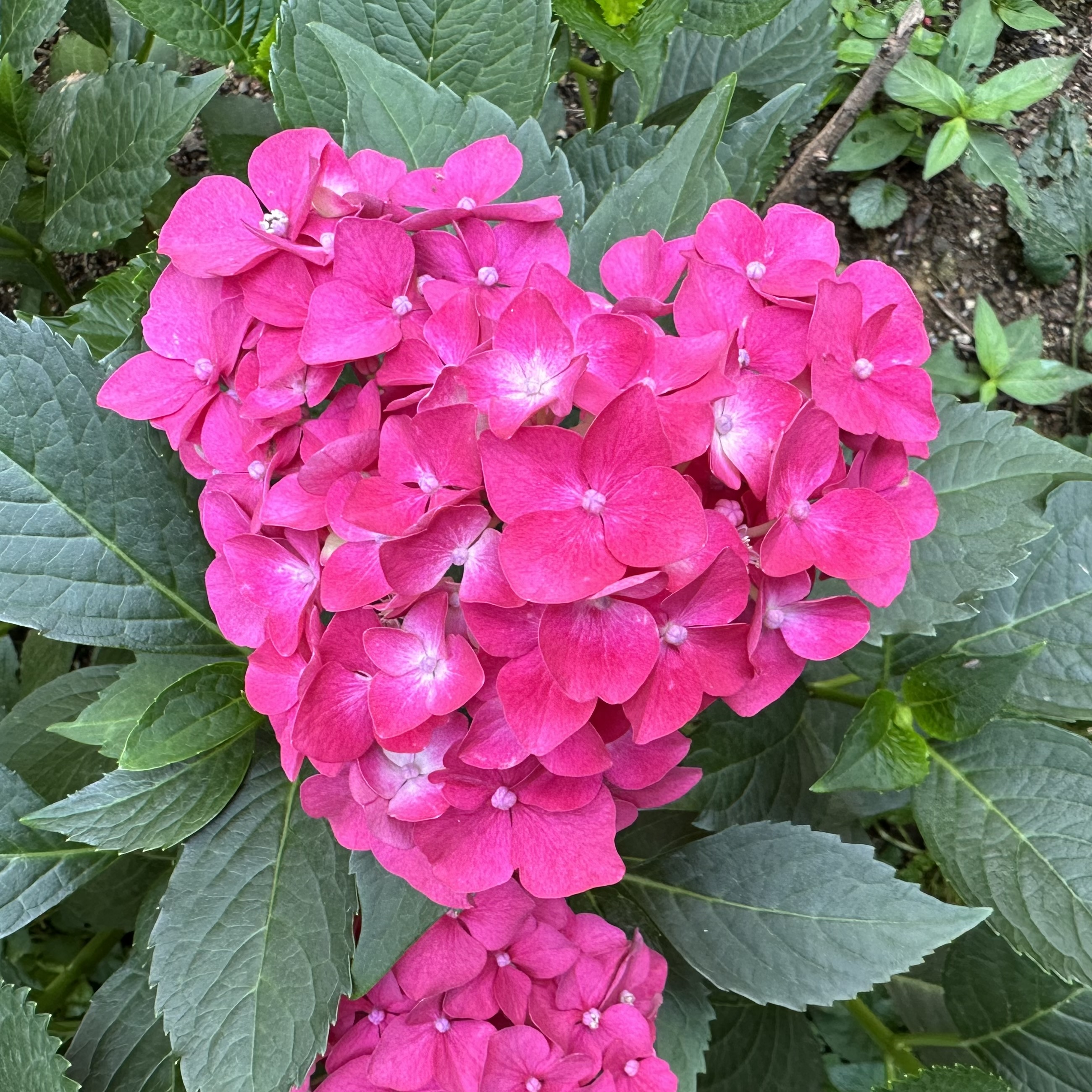 된다 프로필 이미지