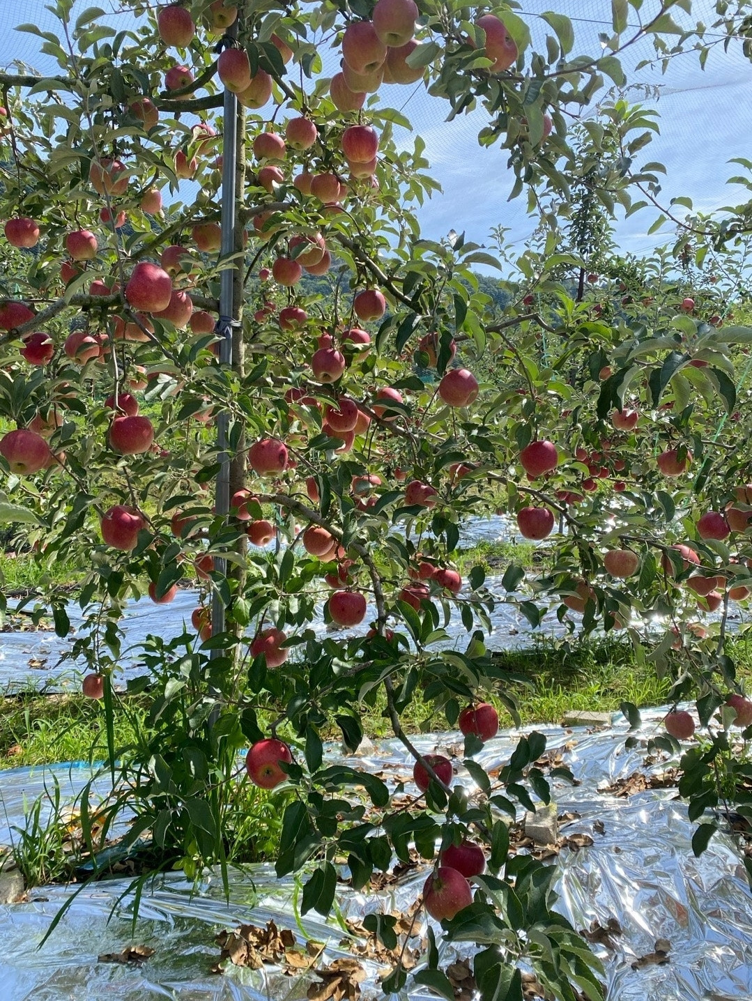 작성자 프로필 이미지