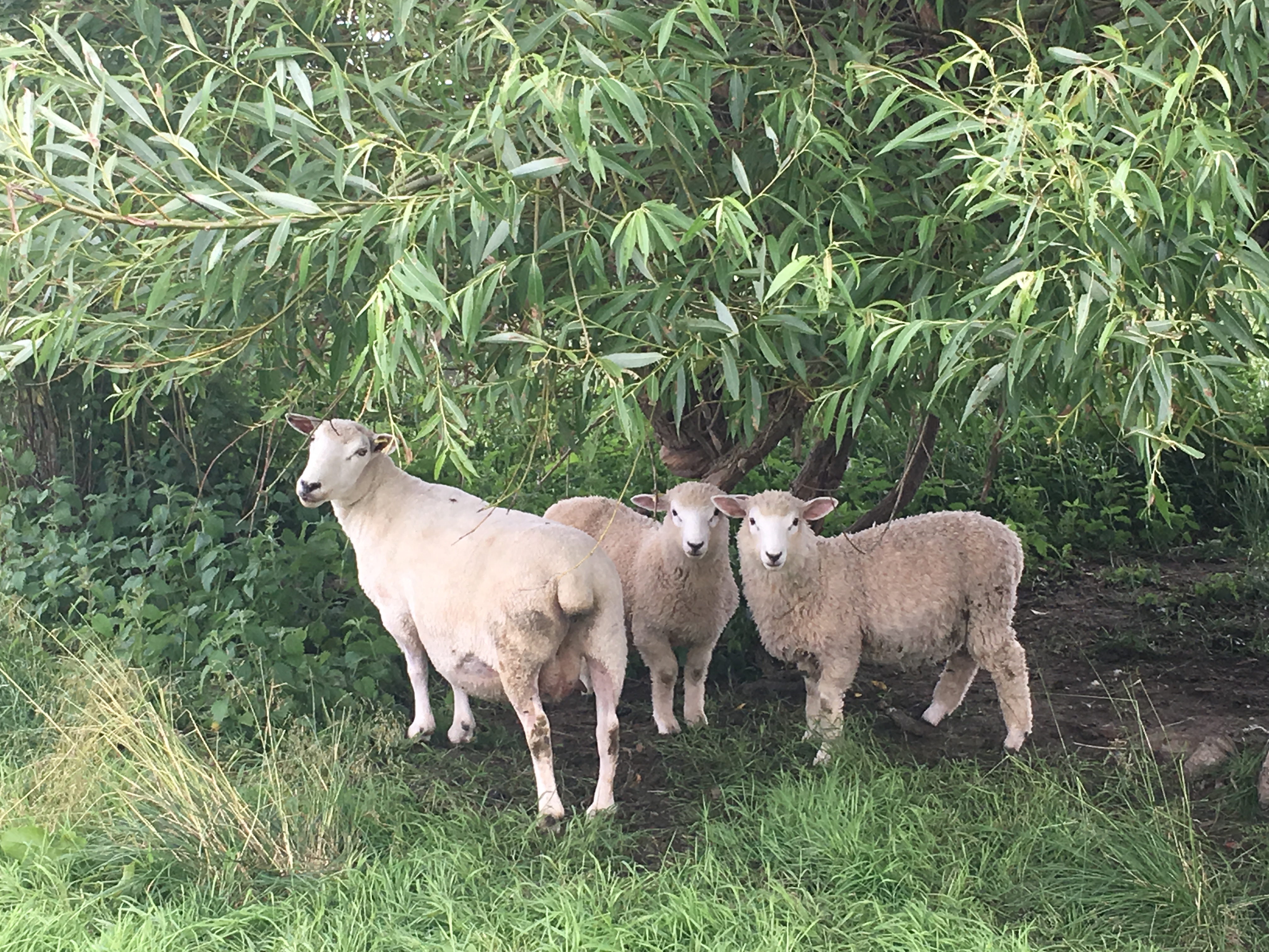 작성자 프로필 이미지