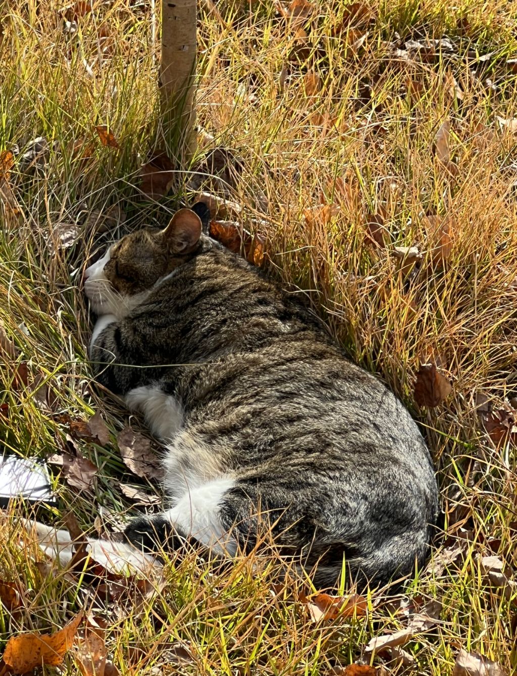 작성자 프로필 이미지