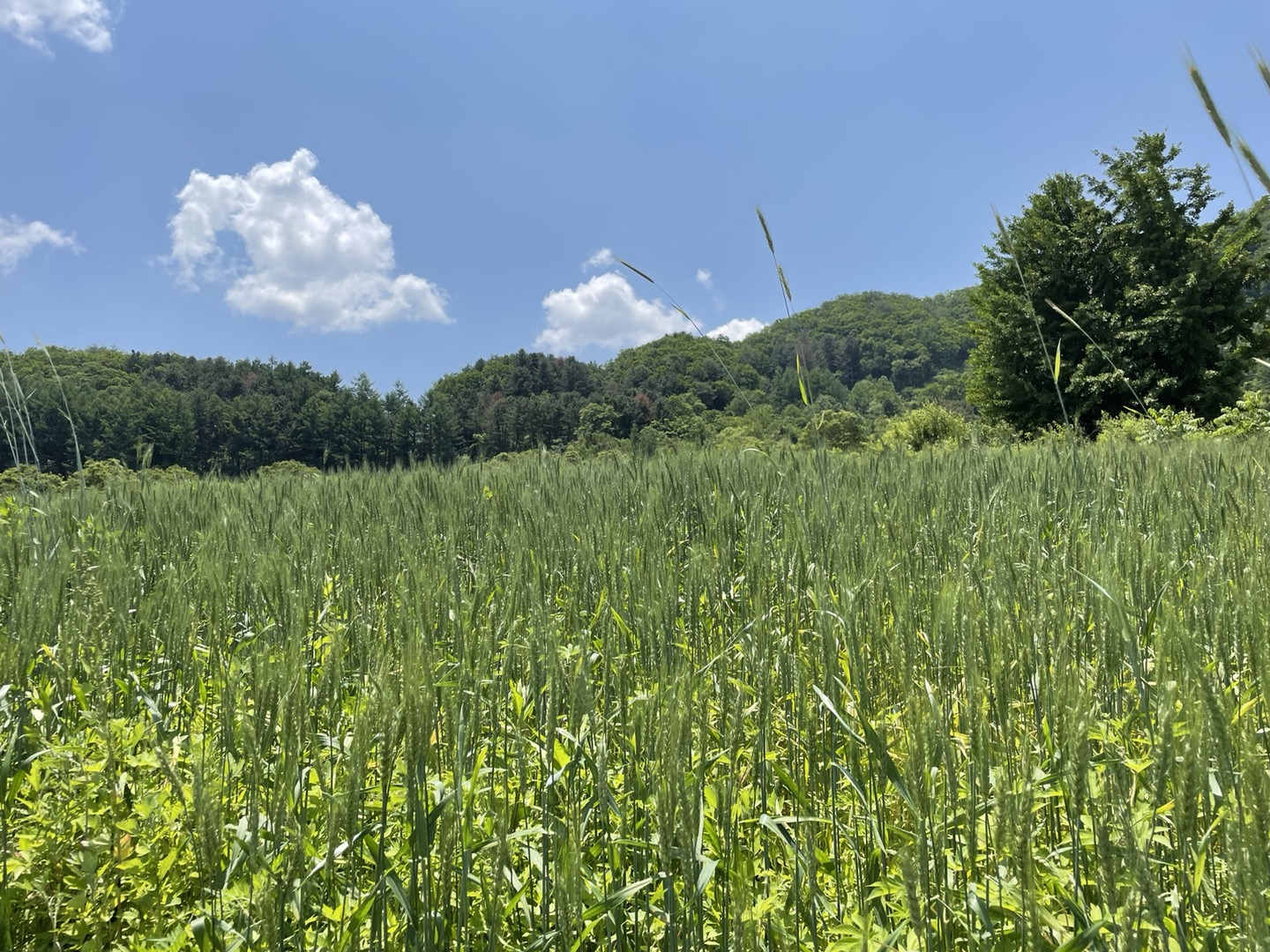 작성자 프로필 이미지