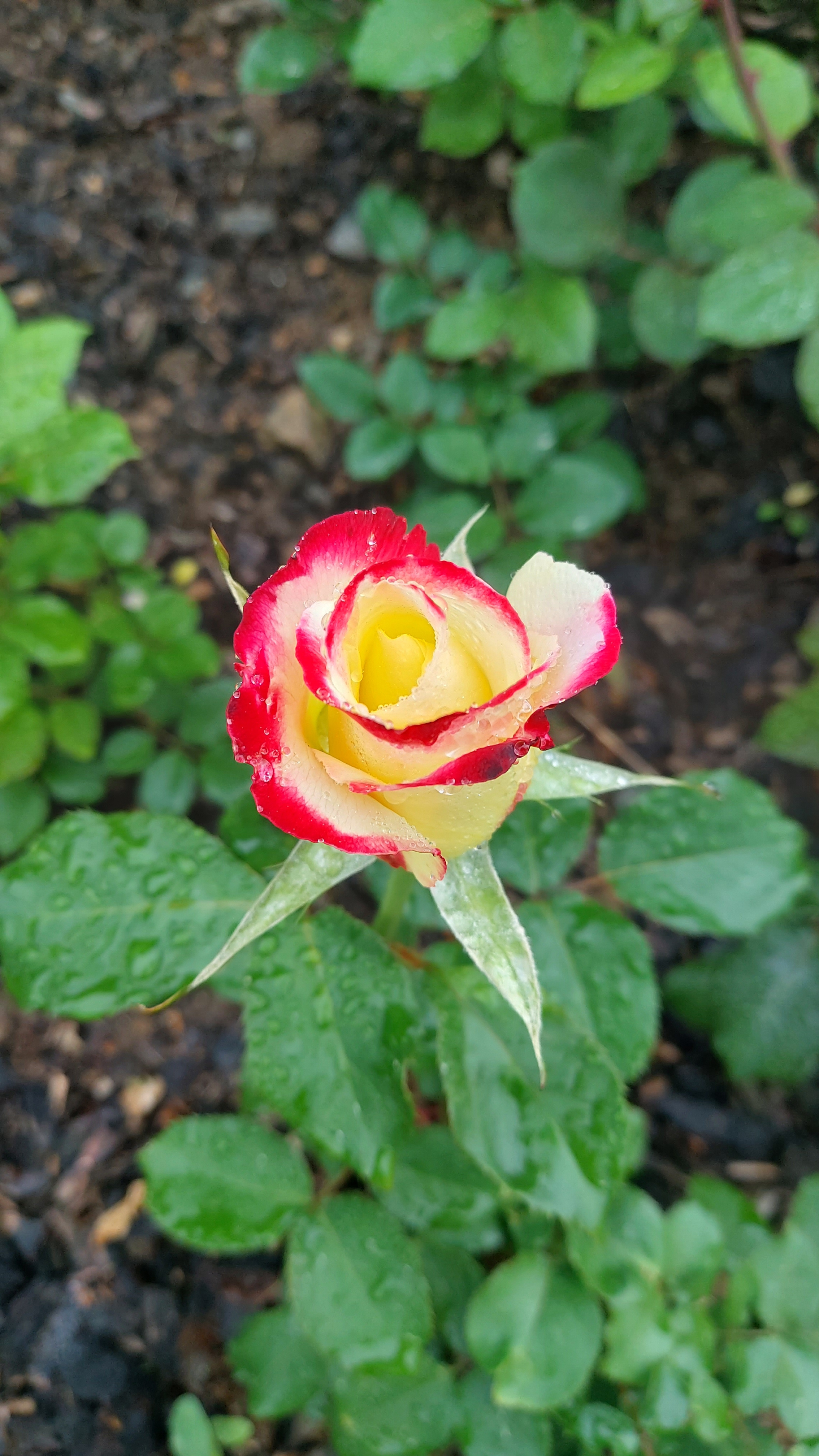 그저 지나가는 나그네요 프로필 이미지