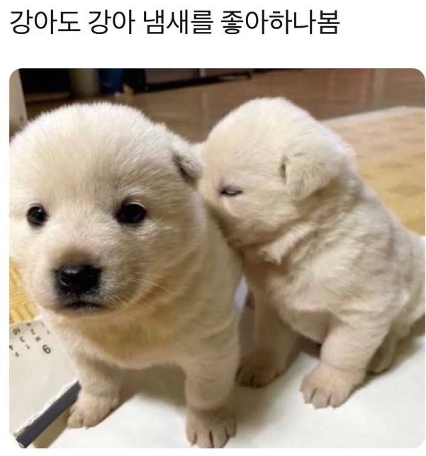 꼴뚜기공주 프로필 이미지