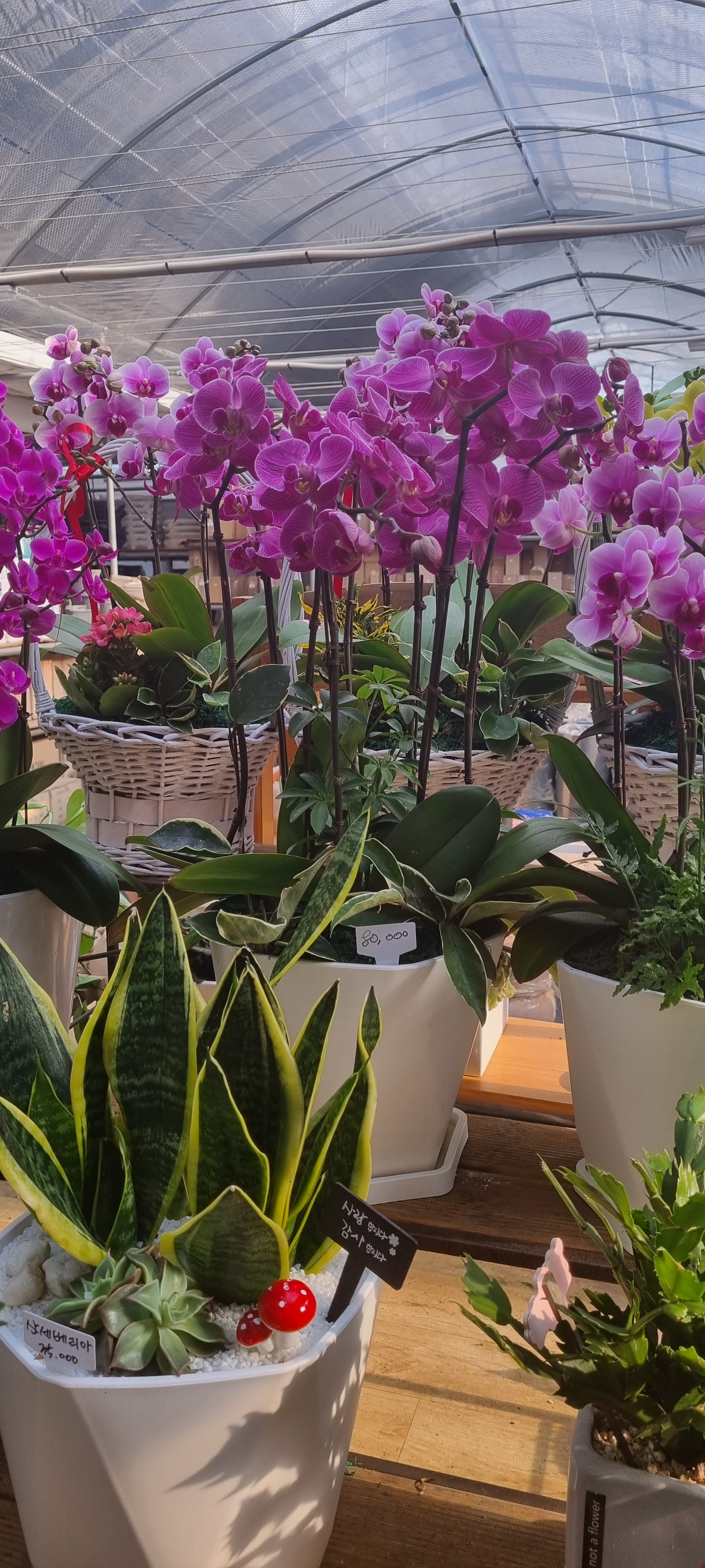 떡볶이의꽃말은 프로필 이미지