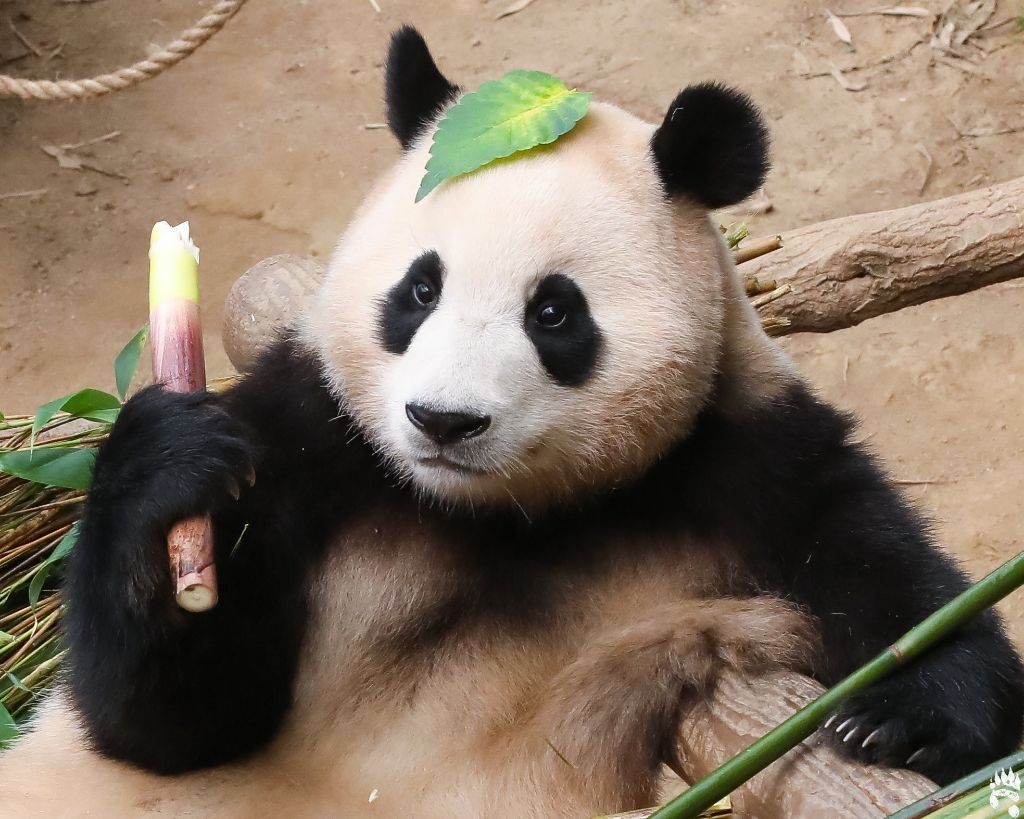 푸빠웅 프로필 이미지