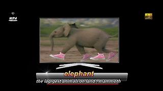 코끼리 영어 로