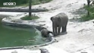 초보 엄마와 베테랑 이모…물에 빠진 아기 코끼리 구출 대작