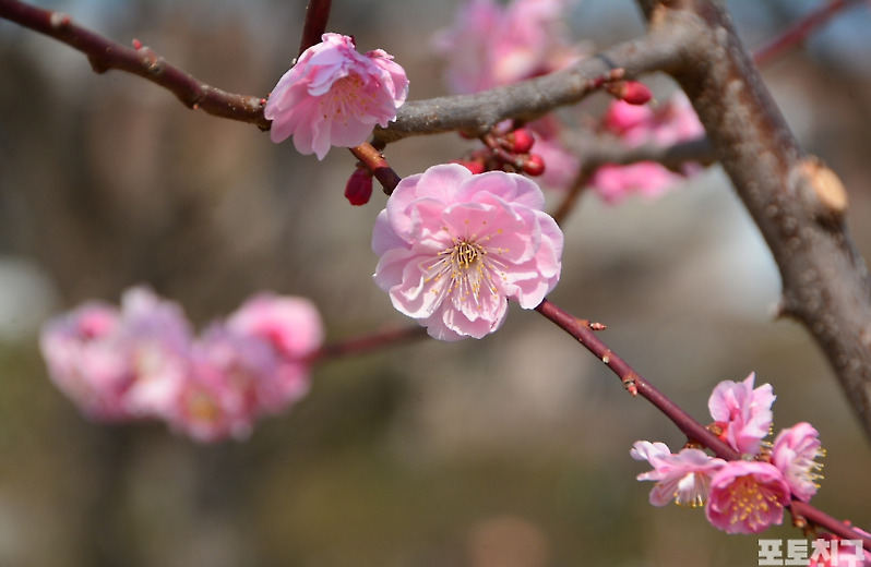 [포토친구] 창덕궁 梅花
