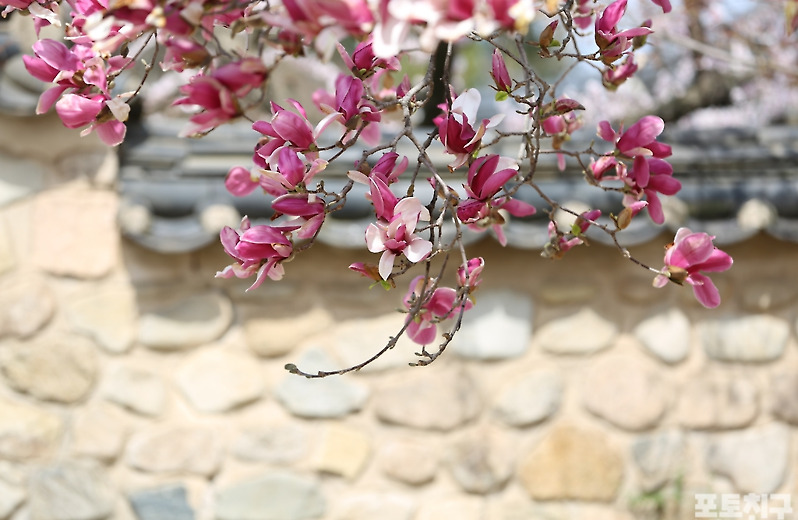 [포토친구] 자목련 고운 추사고택