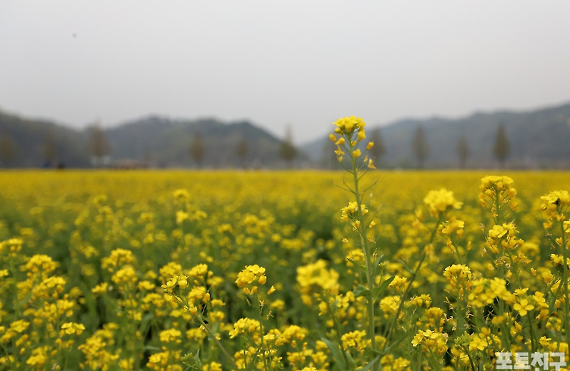 [포토친구] 유채꽃