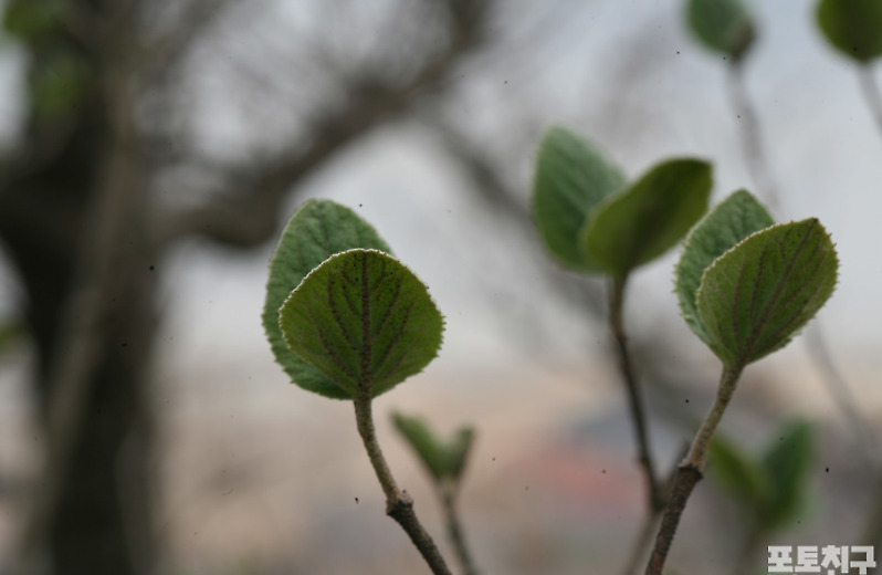[포토친구] 새 잎