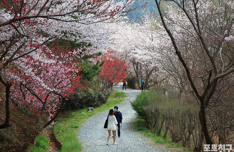 [포토친구] 진해 드림로드