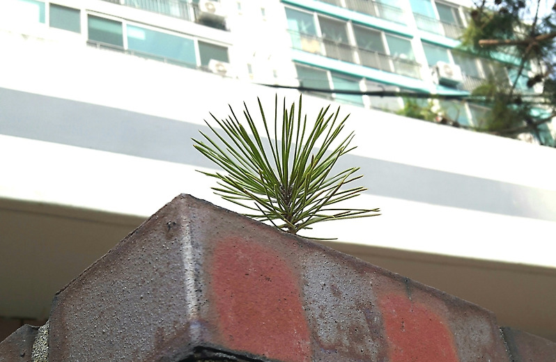 [포토친구] 담장 위의 아기 소나무