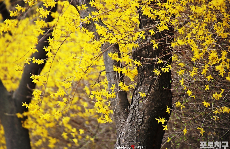 [포토친구] 활짝 핀 개나리