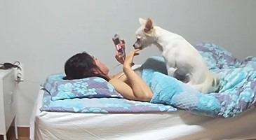보지 부비던 손가락 강아지에게 맛 보여주는 이쁜이