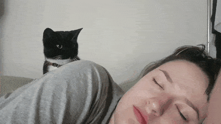 썸네일-조심스럽게 집사를 깨워보는 고양이-이미지