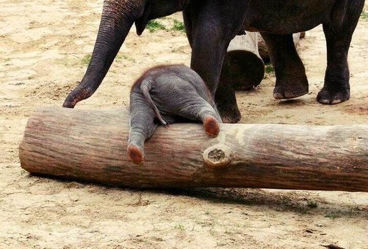 아기 코끼리는 자신의 코를 인식 못한다 - 짤티비