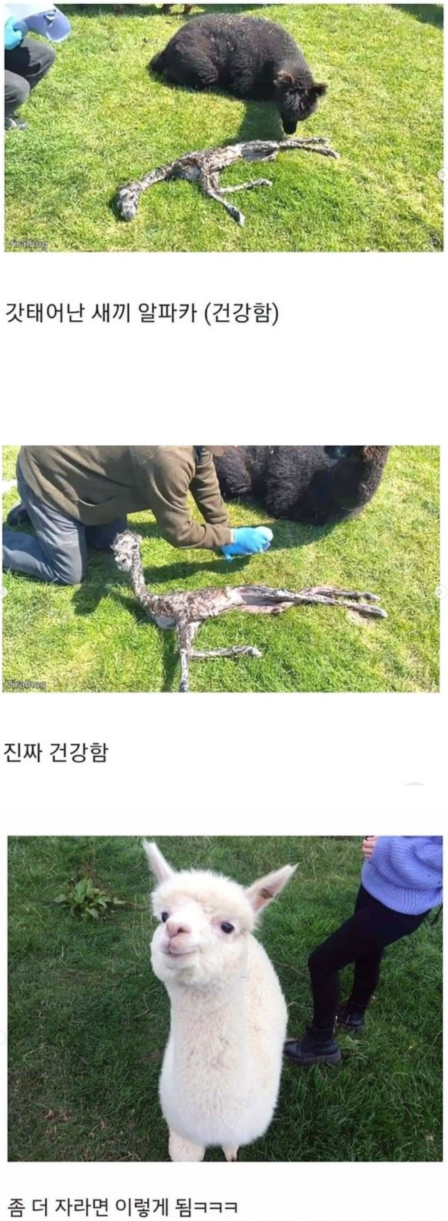 갓 태어난 새끼 알파카 상태