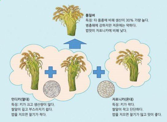 통일벼가 사라진 이유