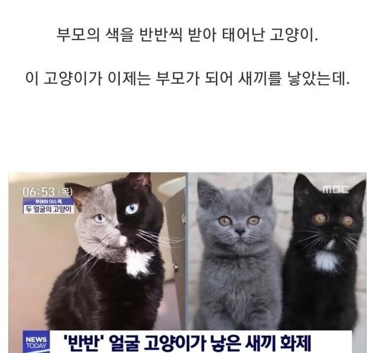 두 얼굴의 고양이