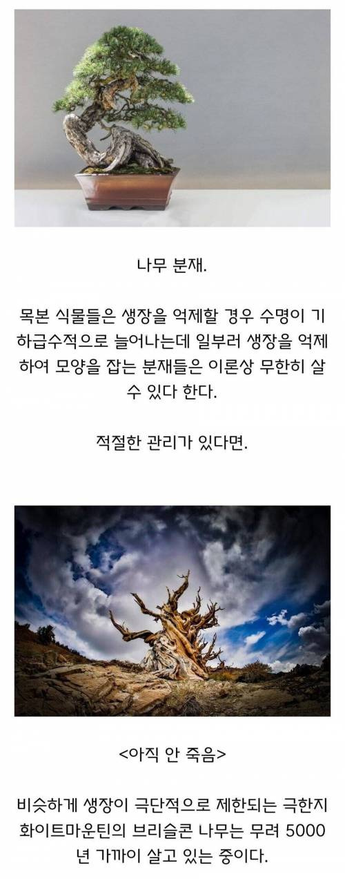 식물이 이론상 무한히 살 수 있는 방법