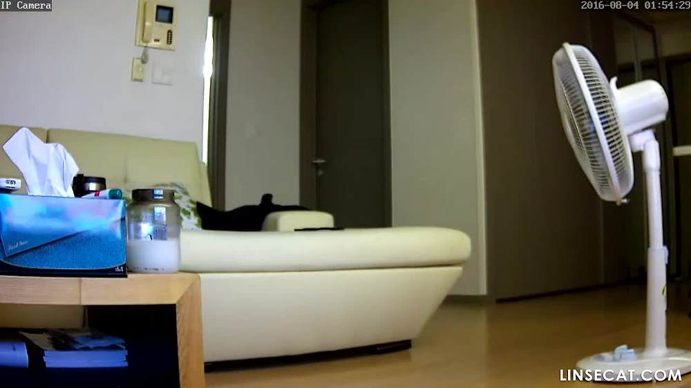 해킹된 가정용 감시 카메라_ 한국 여성의 나체 12구. 그녀가 자위한 후, 개가 그녀의 손가락을 핥습니다.