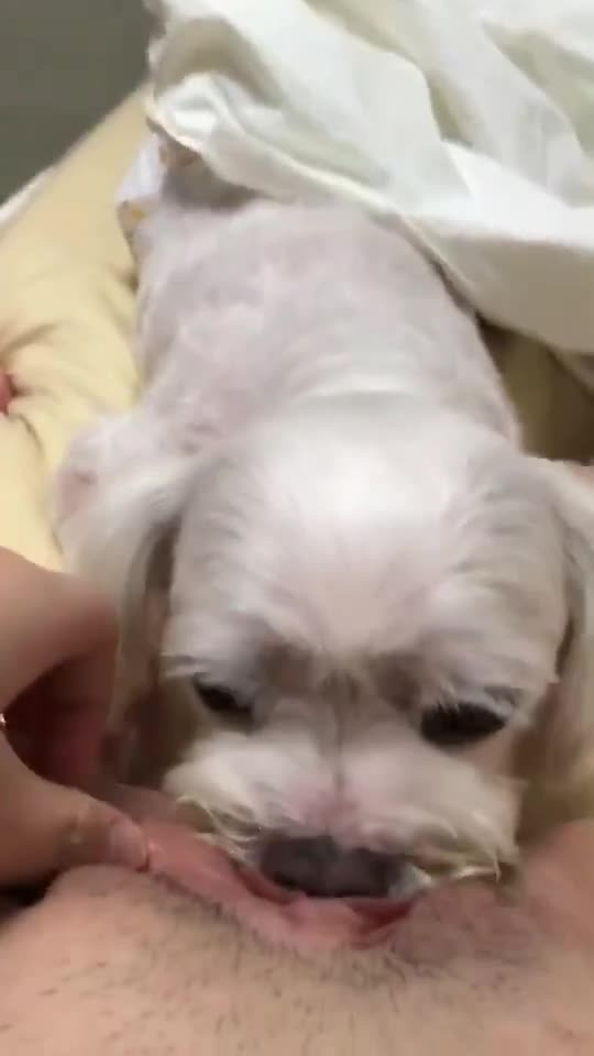 강아지보빨녀 (7)