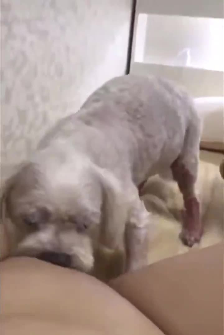 강아지보빨녀 (2)