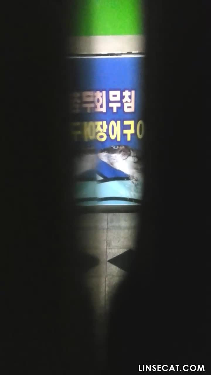 한국 화장실 몰래카메라_ 횟집 화장실에서 오줌을 싸는 여자들. 그녀의 보지는 샤워기처럼 많은 양의 소변이 함께 흘러나옵니다.