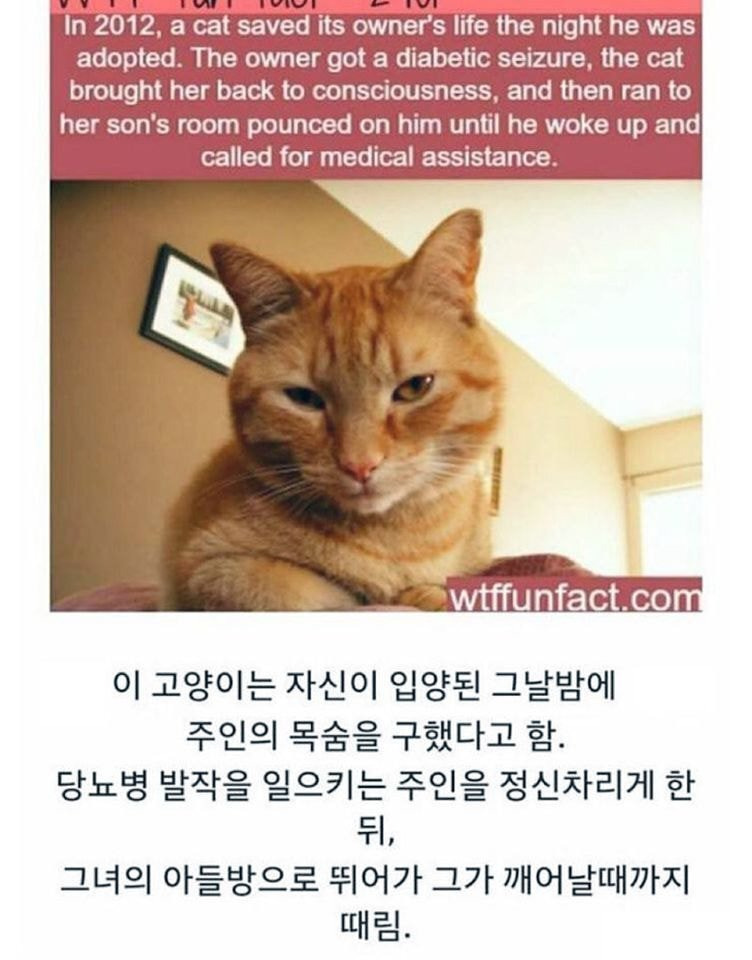 아들을 때린 고양이