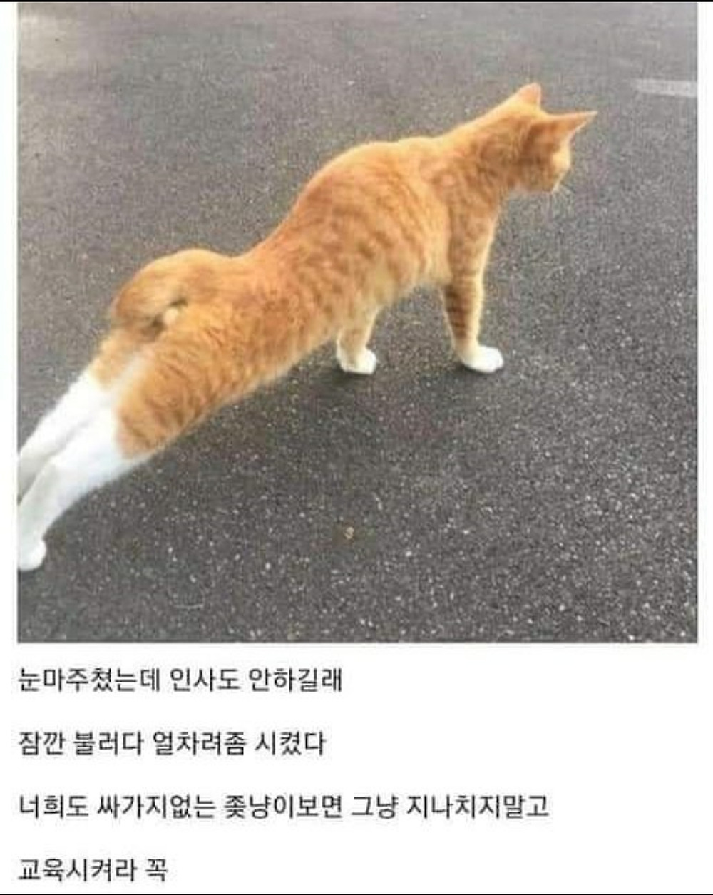 버릇없는 ↗냥이 참교육