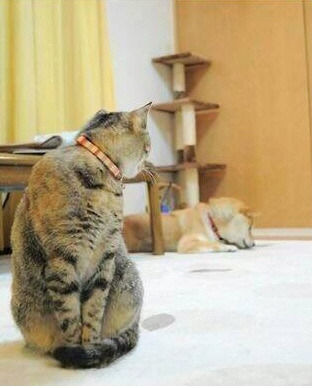 아 저새끼 주인만 아니면