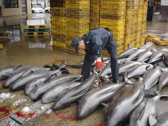 토종 돌고래를 찾아서