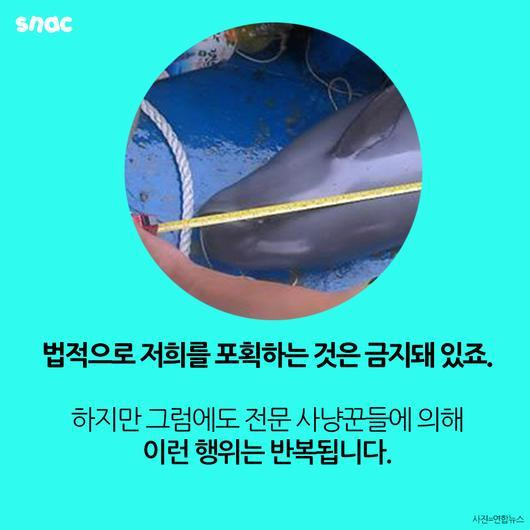 토종 돌고래를 찾아서