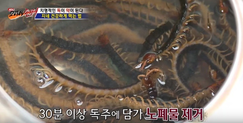 지네를 건강하게 먹는 방법